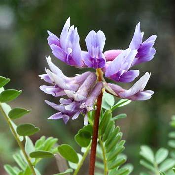 Raíz de Astrágalo (Astragalus membranaceus) utilizada para fortalecer el sistema inmunológico y la salud cardiovascular.