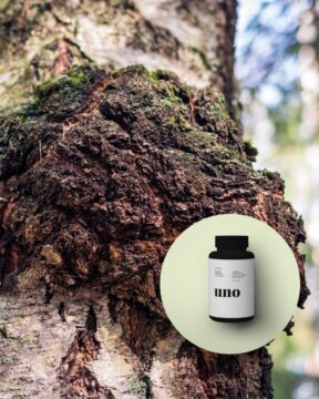 Hongo Chaga (Inonotus obliquus) utilizado para fortalecer el sistema inmunológico y combatir el estrés oxidativo.