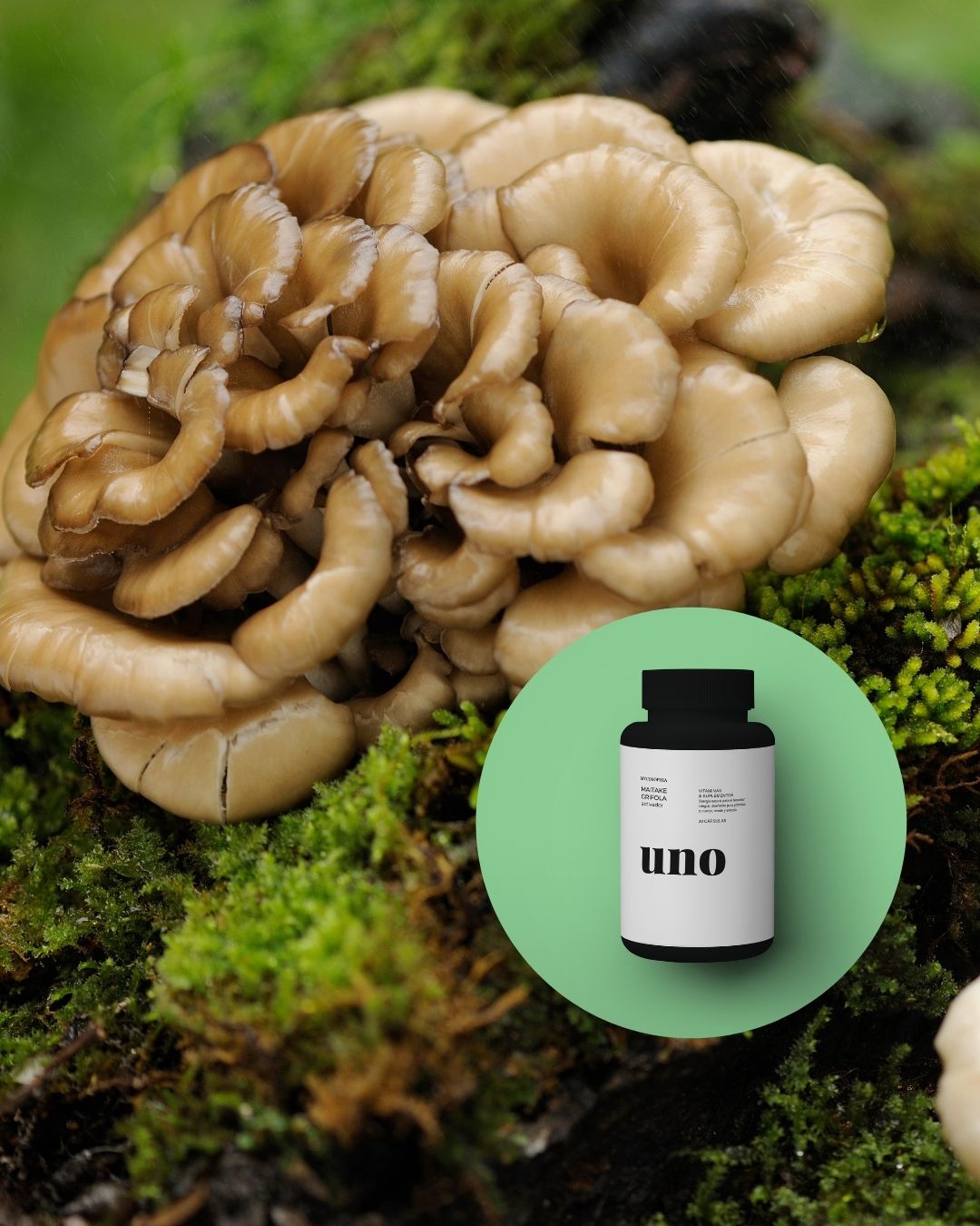 Hongo Maitake (Grifola frondosa) con beneficios para el sistema inmunológico y la salud metabólica.