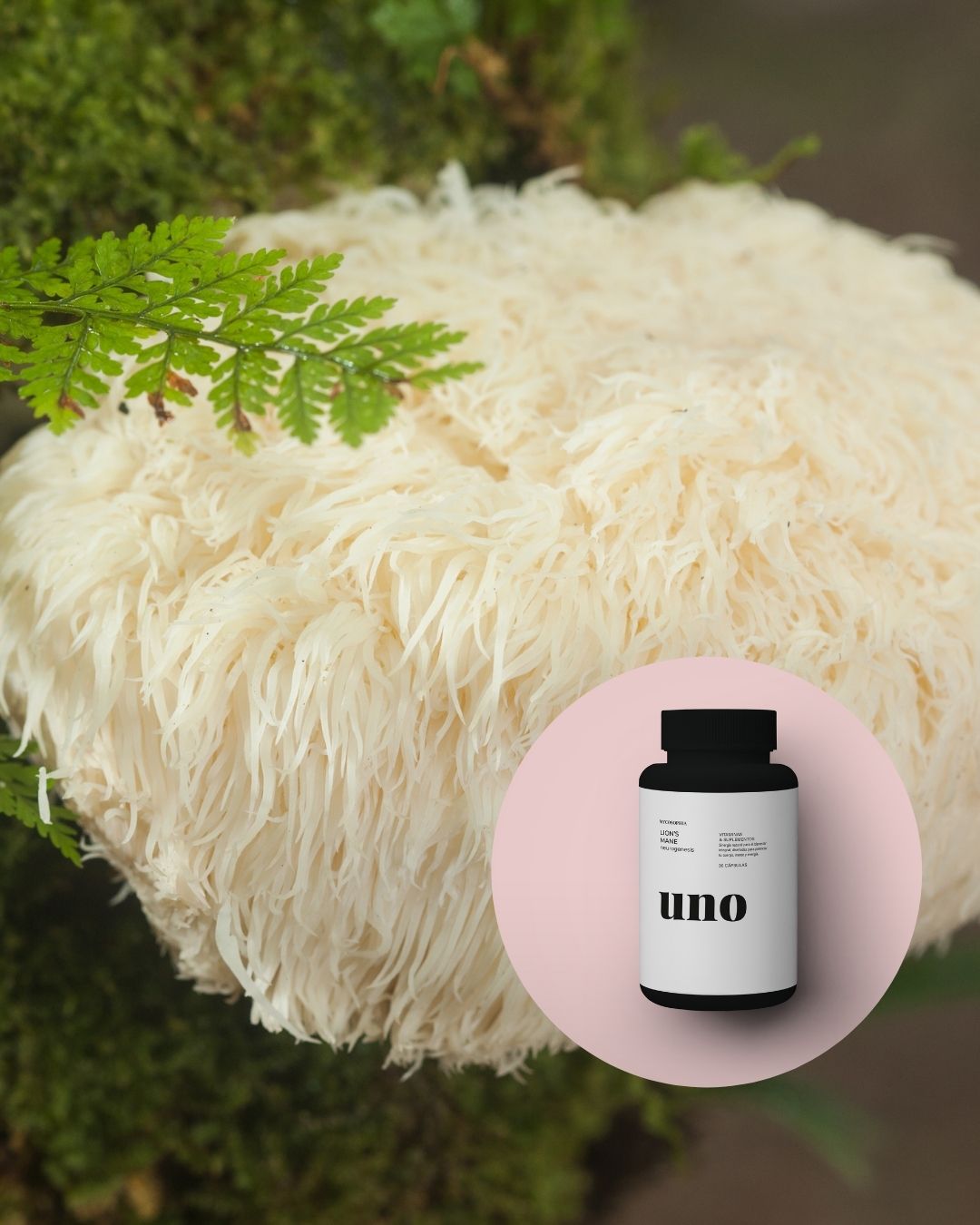 Hongo Melena de León (Hericium erinaceus) utilizado para mejorar la función cognitiva y la salud digestiva.